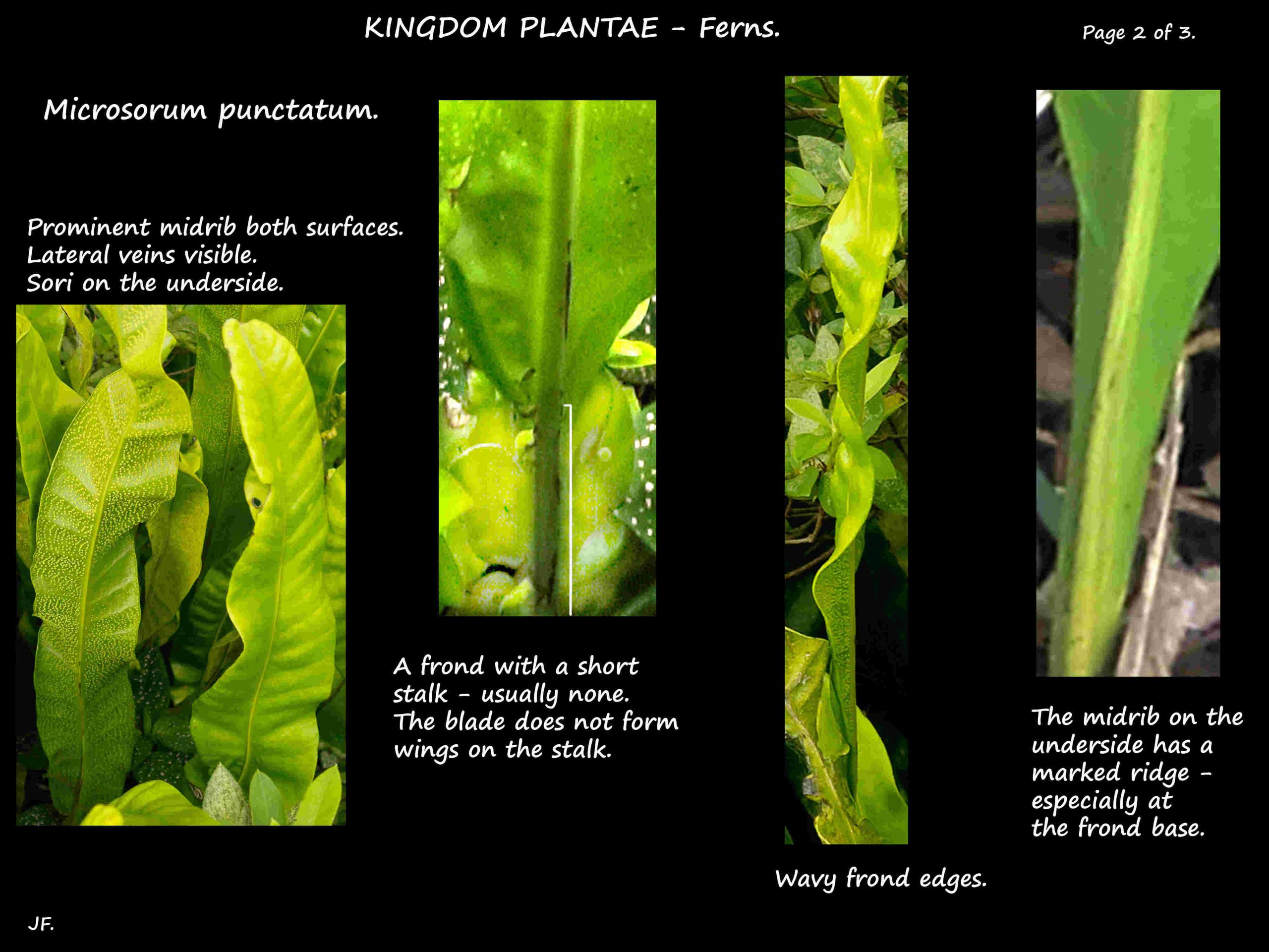 2 Microsorum punctatum fronds